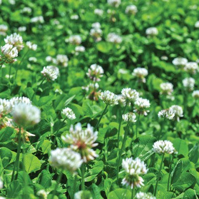 Haifa White Clover Coated Seed