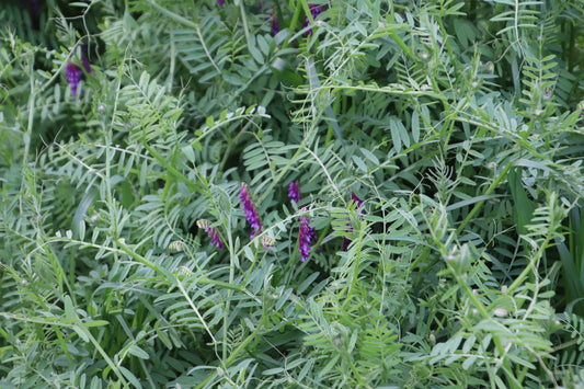 Woolly Pod Vetch (Hard Seeded) - Pet And Farm