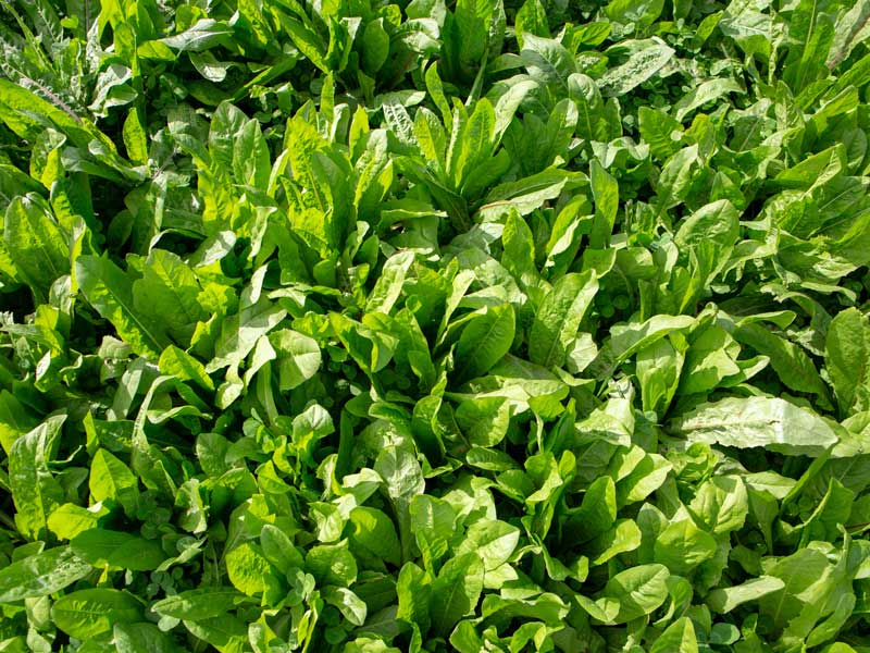 VNS Chicory coated
