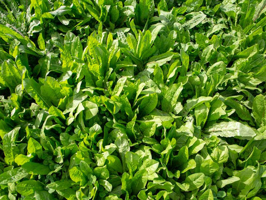 VNS Chicory coated