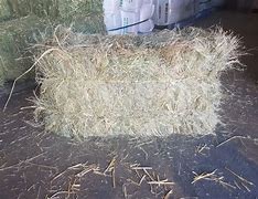 Teff Hay - Pet And Farm 