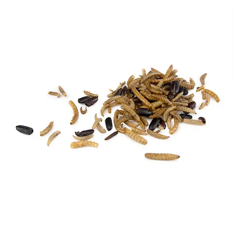 Bainbridge Dried Bug Mix - Pet And Farm 