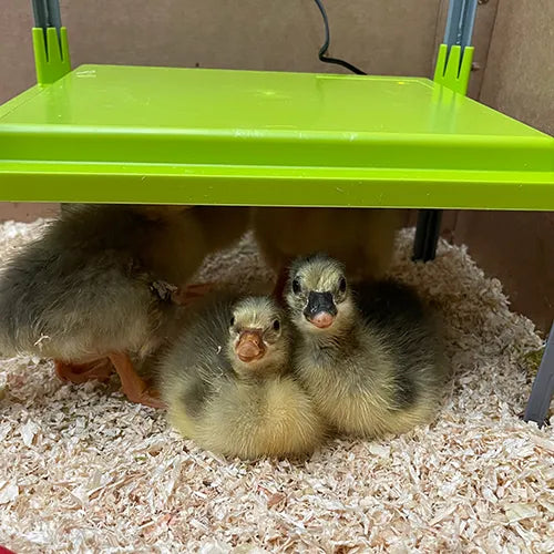 Chick Heating Plate - 43cm x 30.5cm With Cover - Pet And Farm 