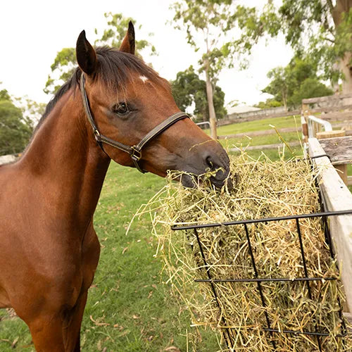 Hanging Fence Wire Hay Feeder