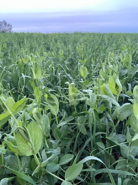 Green Summer Cover N Manure Mix - Pet And Farm 