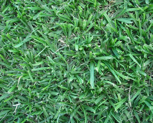 Whittet Kikuyu Seed Coated - Pet And Farm