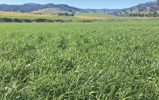 Atomic Annual Ryegrass 25kg - Pet And Farm