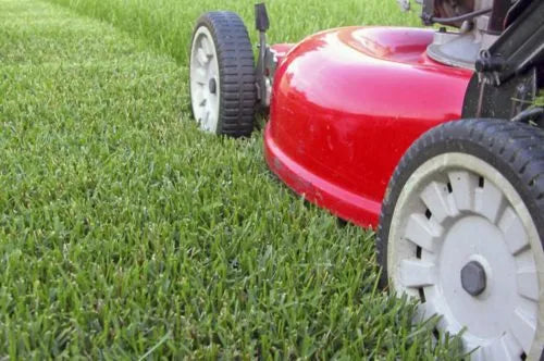 Backyard Lawn Blend - Pet And Farm