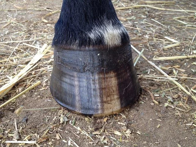 Donnybrook Hoof - Hoof Moisturiser - Pet And Farm 