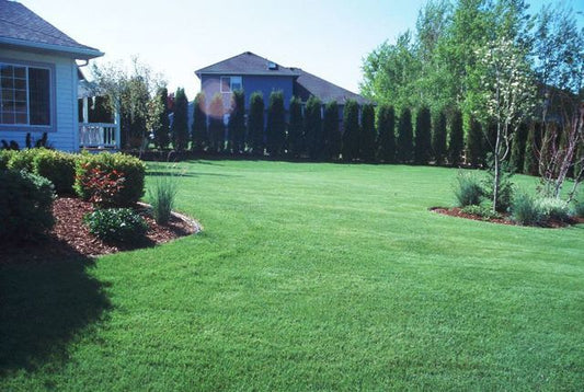 Desert Lawn Blend - Pet And Farm