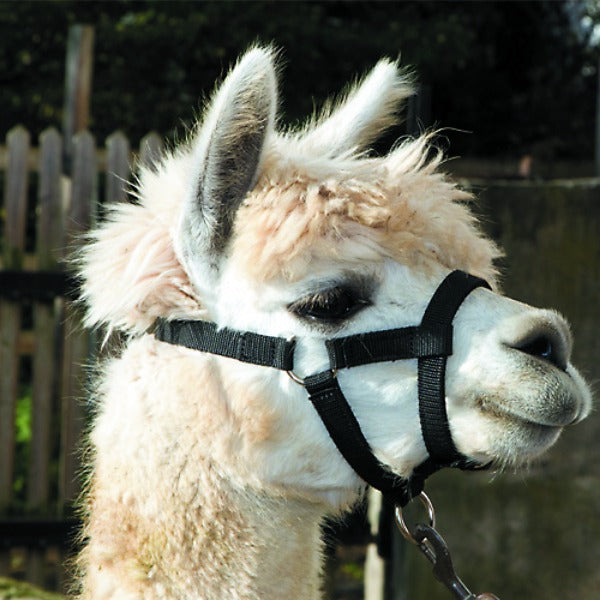 Alpaca Halter - Pet And Farm 