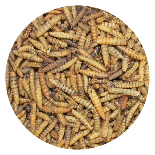 Australian Dried Black Soldier Fly Larvae - Pet And Farm
